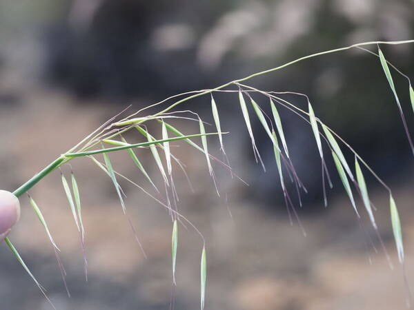 Avena barbata Spikelets