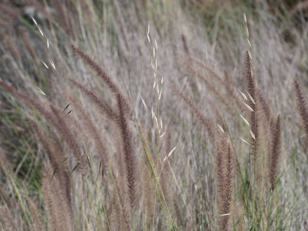 Avena barbata Habit