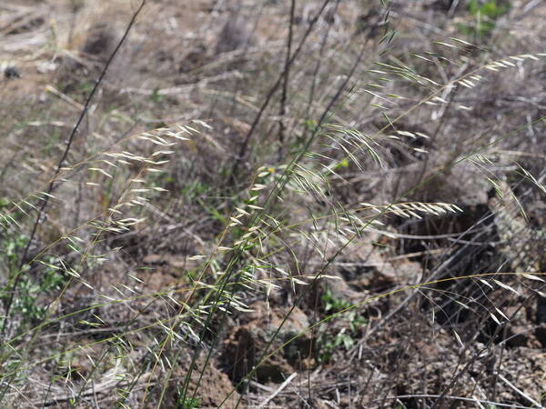 Avena barbata Habit