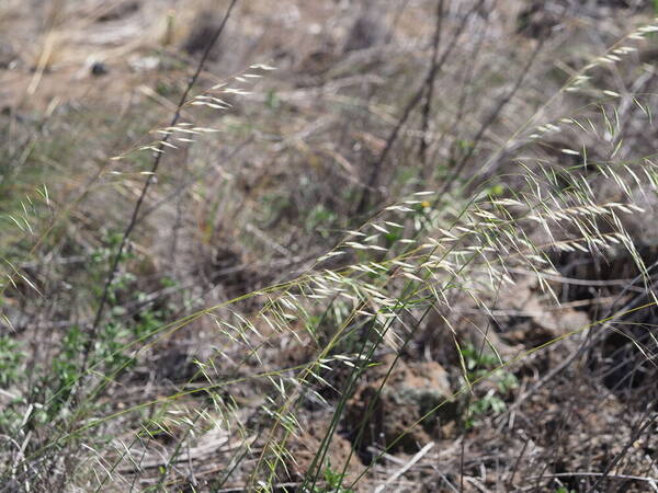 Avena barbata Habit