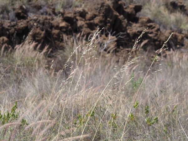 Avena barbata Habit