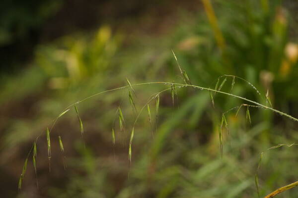 Avena barbata Inflorescence