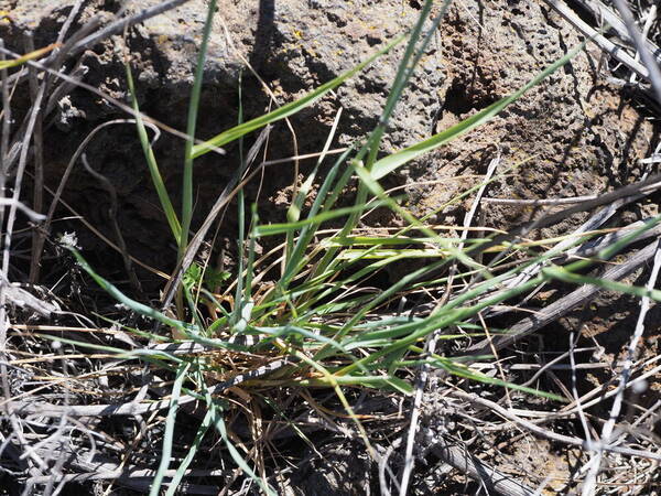 Avena barbata Plant