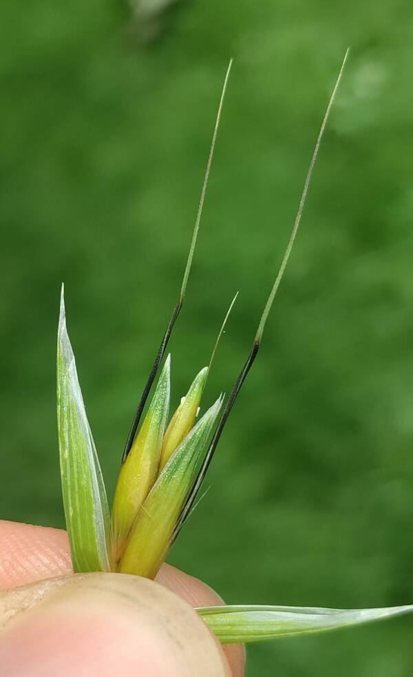 Avena fatua Spikelets