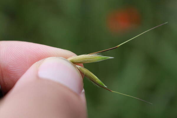 Avena fatua Spikelets