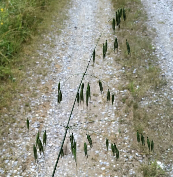 Avena fatua Inflorescence