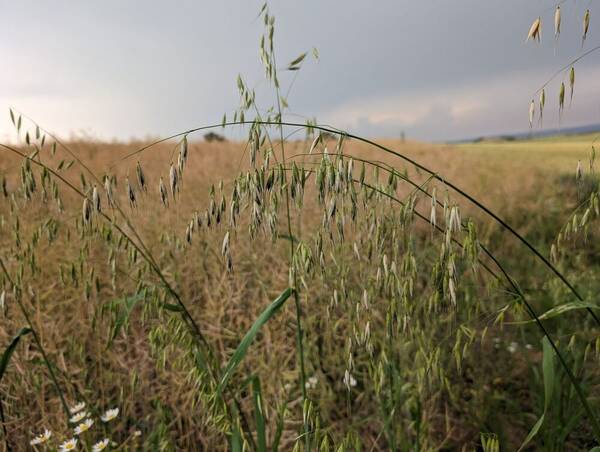 Avena fatua Inflorescence