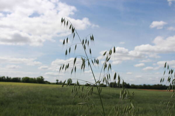 Avena fatua Inflorescence