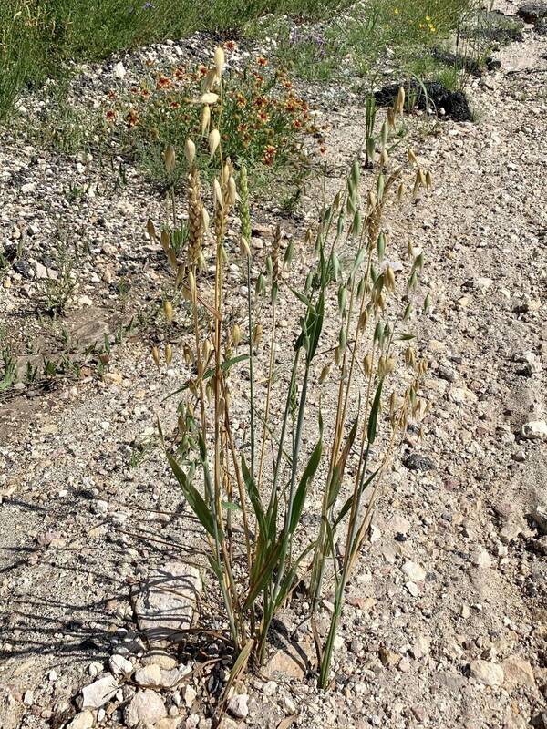 Avena fatua Plant