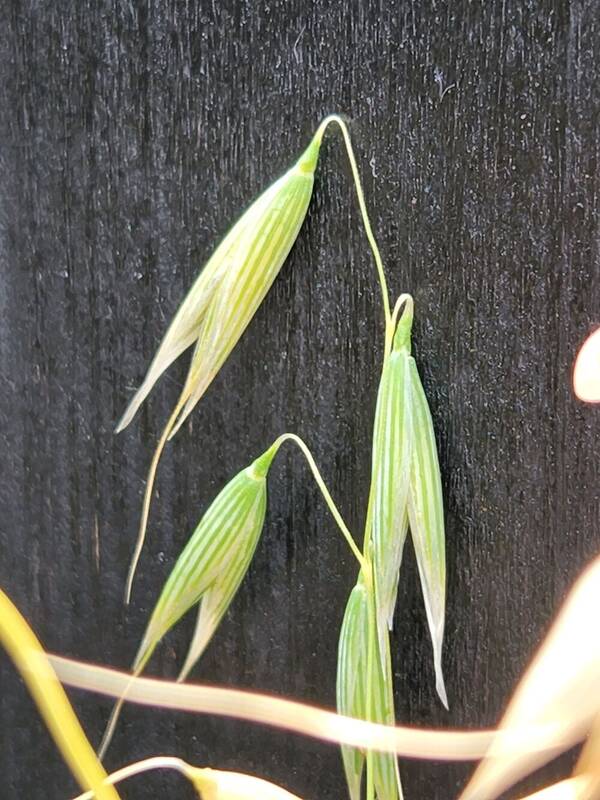 Avena sativa Spikelets