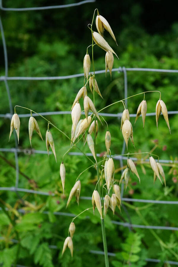 Avena sativa Inflorescence