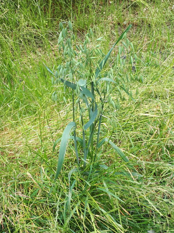 Avena sativa Plant