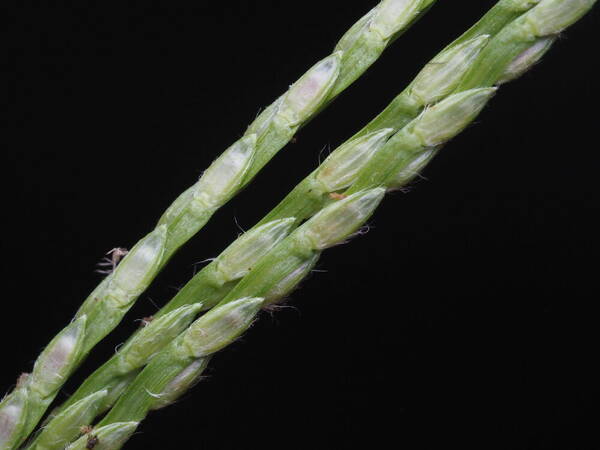 Axonopus compressus Spikelets