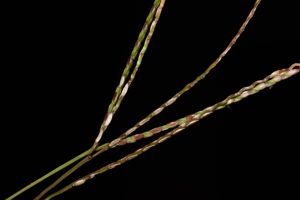 Axonopus compressus Spikelets