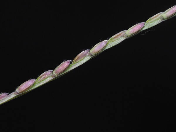 Axonopus compressus Spikelets