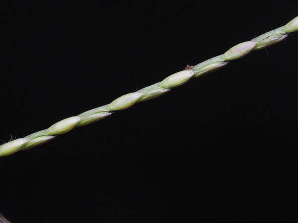 Axonopus compressus Spikelets