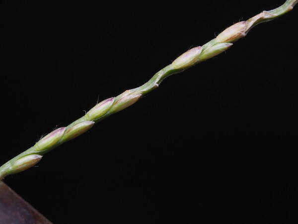 Axonopus compressus Spikelets