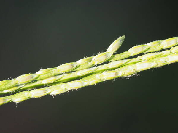 Axonopus compressus Spikelets