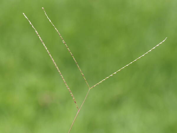 Axonopus compressus Inflorescence