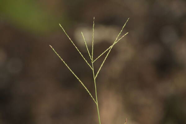 Axonopus compressus Inflorescence