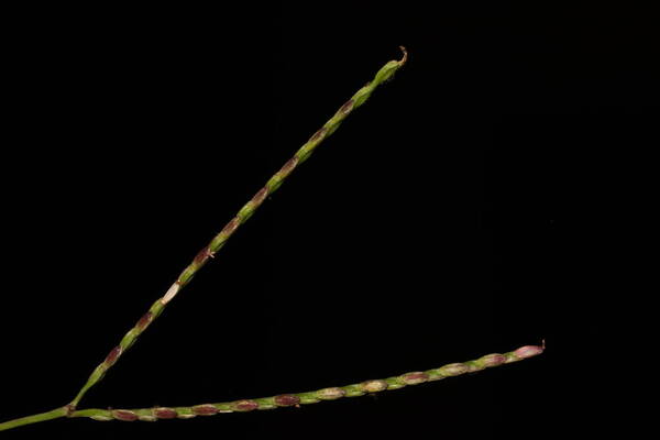 Axonopus compressus Inflorescence