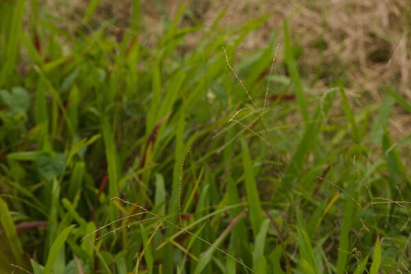 Axonopus compressus Inflorescence