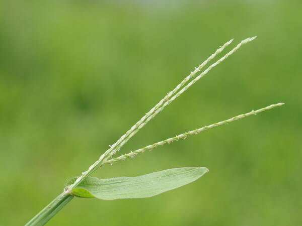 Axonopus compressus Inflorescence