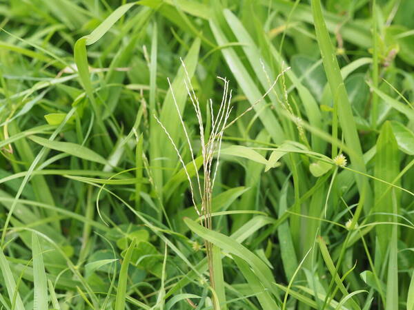 Axonopus compressus Inflorescence