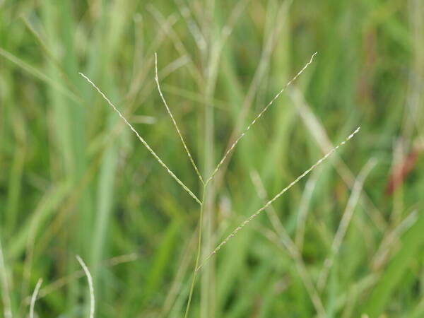 Axonopus compressus Inflorescence