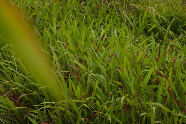 Axonopus compressus Plant