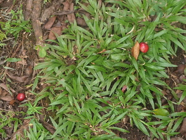 Axonopus compressus Plant