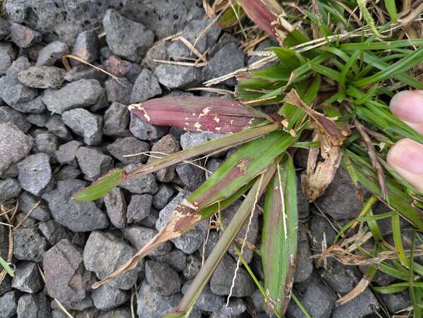 Axonopus compressus Plant