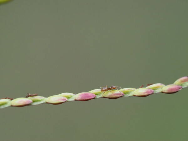 Axonopus fissifolius Spikelets