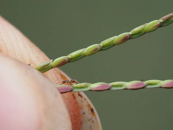 Axonopus fissifolius Spikelets