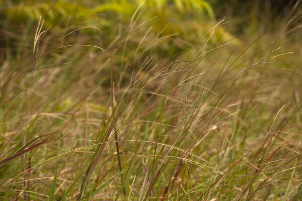 Axonopus fissifolius Habit