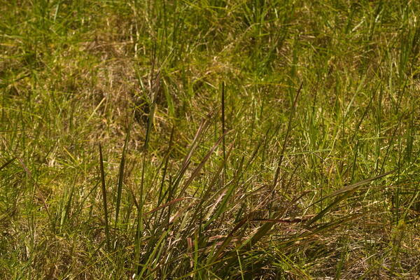 Axonopus fissifolius Habit