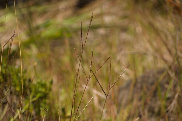 Axonopus fissifolius Habit