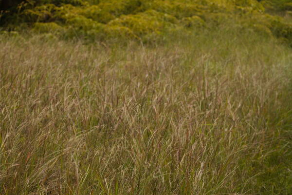 Axonopus fissifolius Habit