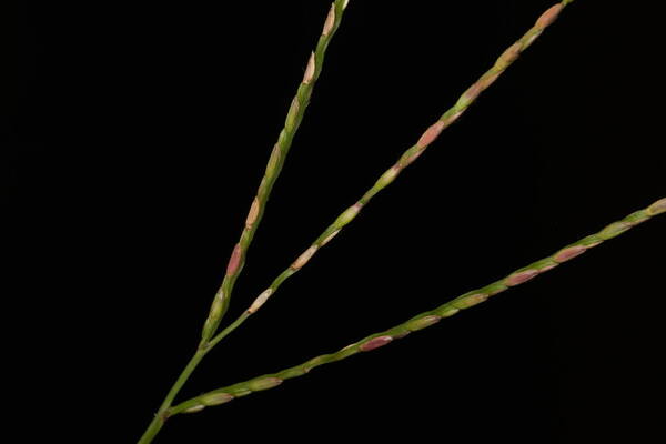 Axonopus fissifolius Inflorescence