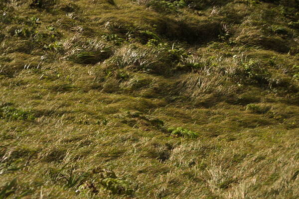 Axonopus fissifolius Landscape