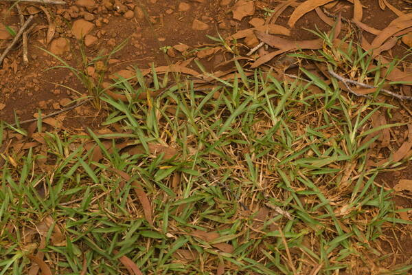 Axonopus fissifolius Plant