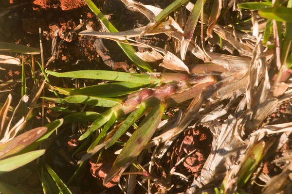 Axonopus fissifolius Plant