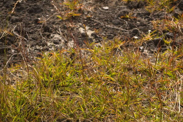 Axonopus fissifolius Plant