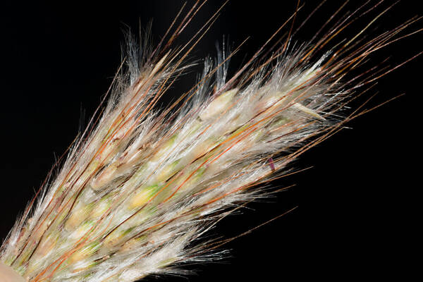 Bothriochloa barbinodis Spikelets