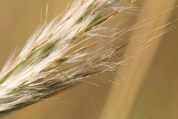 Bothriochloa barbinodis Spikelets