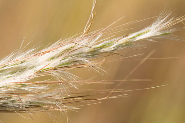 Bothriochloa barbinodis Spikelets