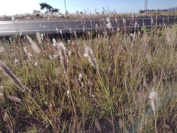 Bothriochloa barbinodis Habit