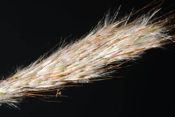 Bothriochloa barbinodis Inflorescence