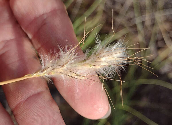 Bothriochloa barbinodis Inflorescence