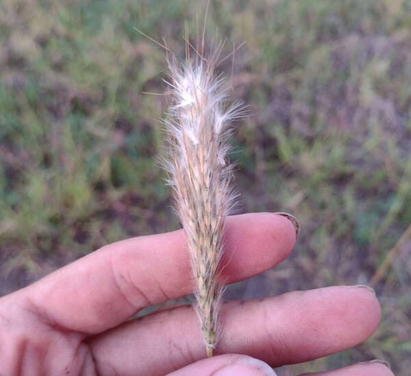 Bothriochloa barbinodis Inflorescence